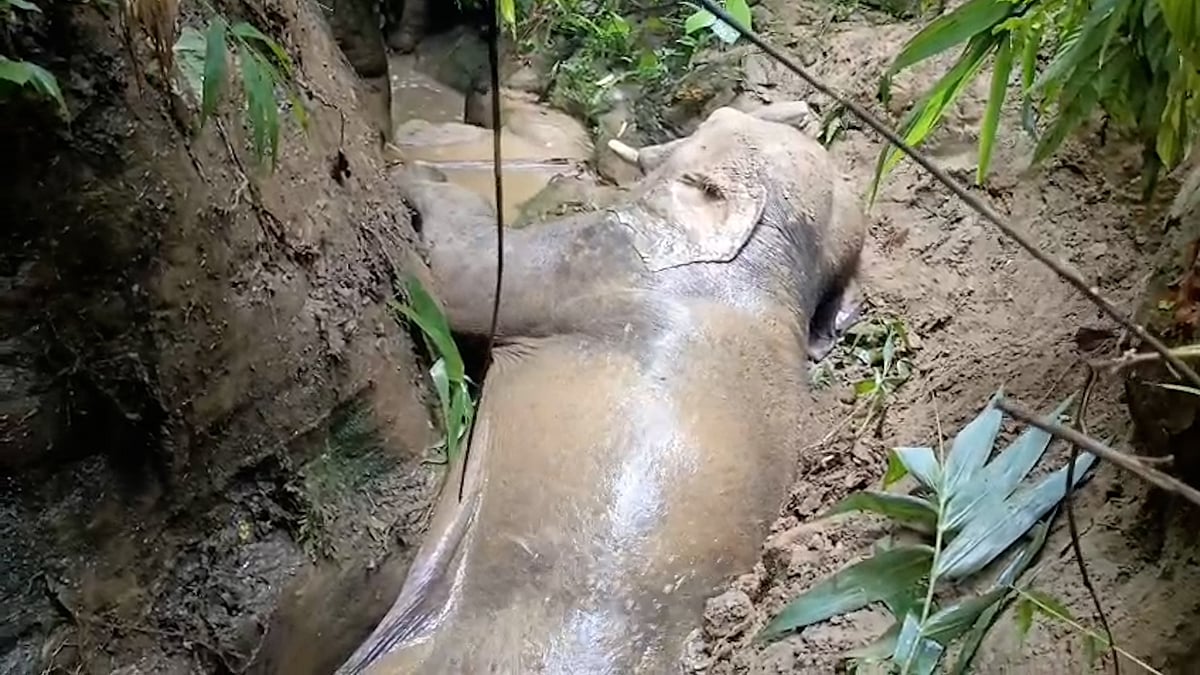 পাহাড়ি খাদে আটকে পড়া হাতি উদ্ধারে ৪ ঘণ্টার অভিযান