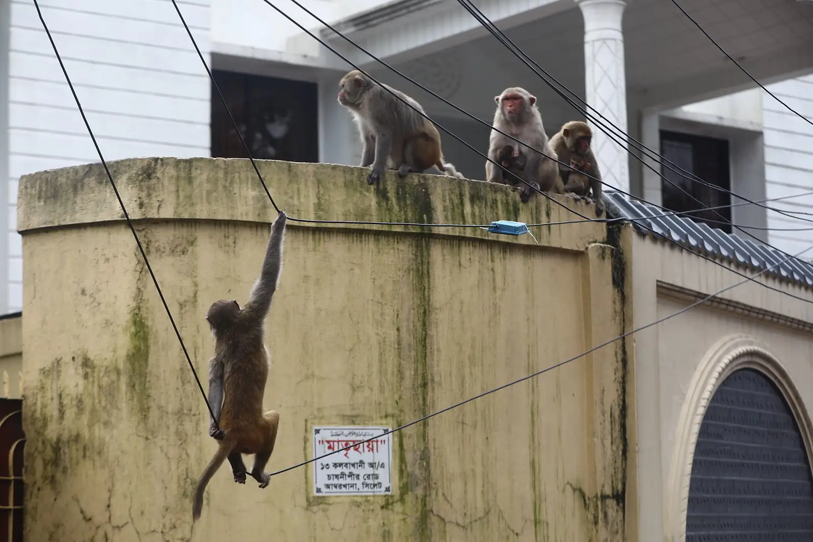 গোয়াইটিলার বানরের দল