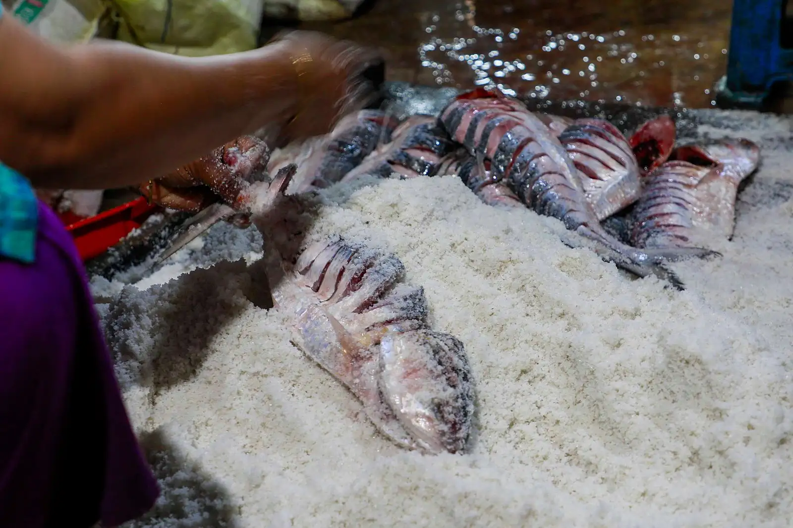 নোনা ইলিশের গল্প