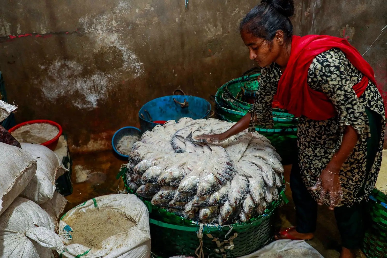 নোনা ইলিশের গল্প