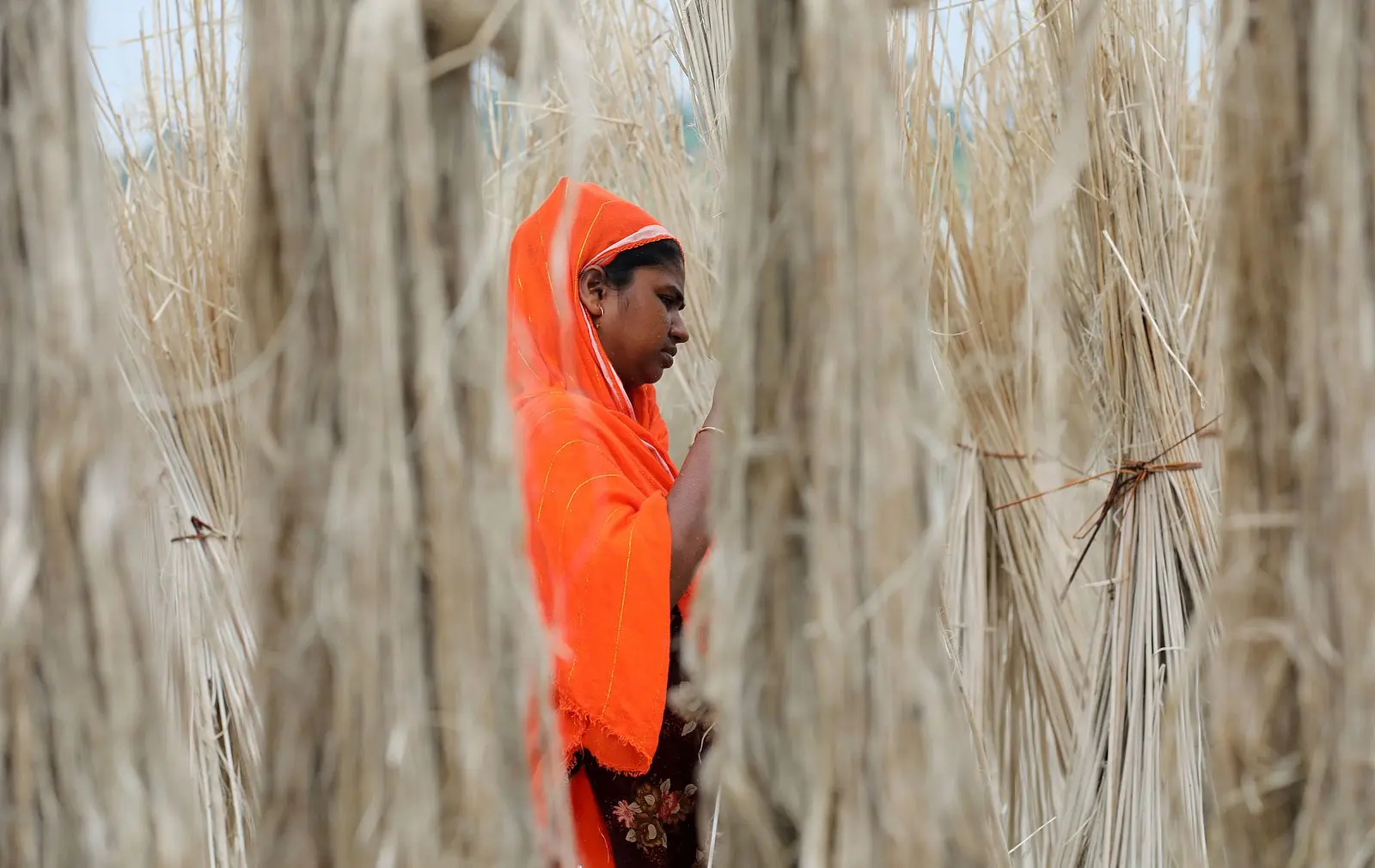 পাট শুকানোর কাজে নারীর শ্রম