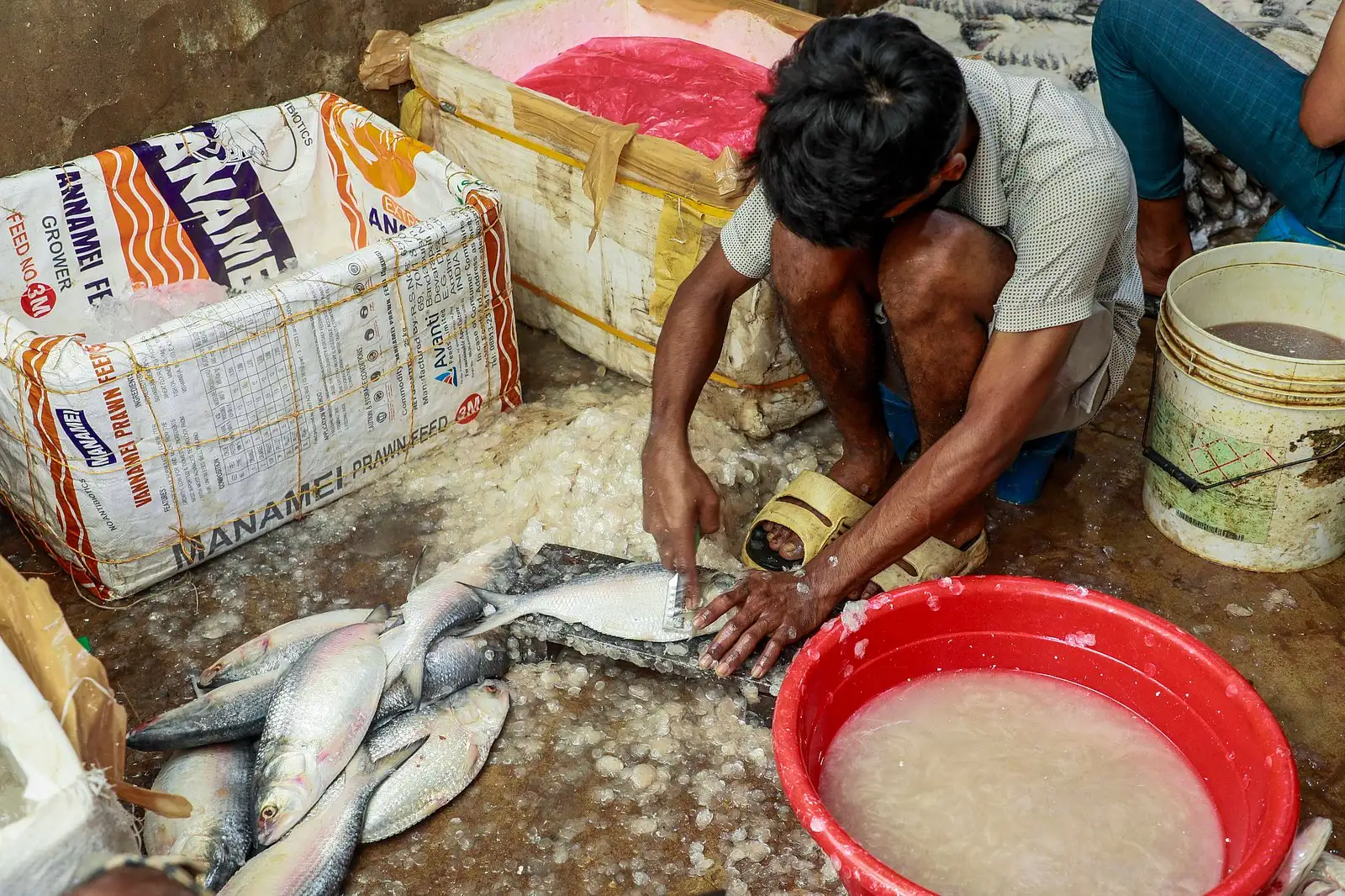 নোনা ইলিশের গল্প