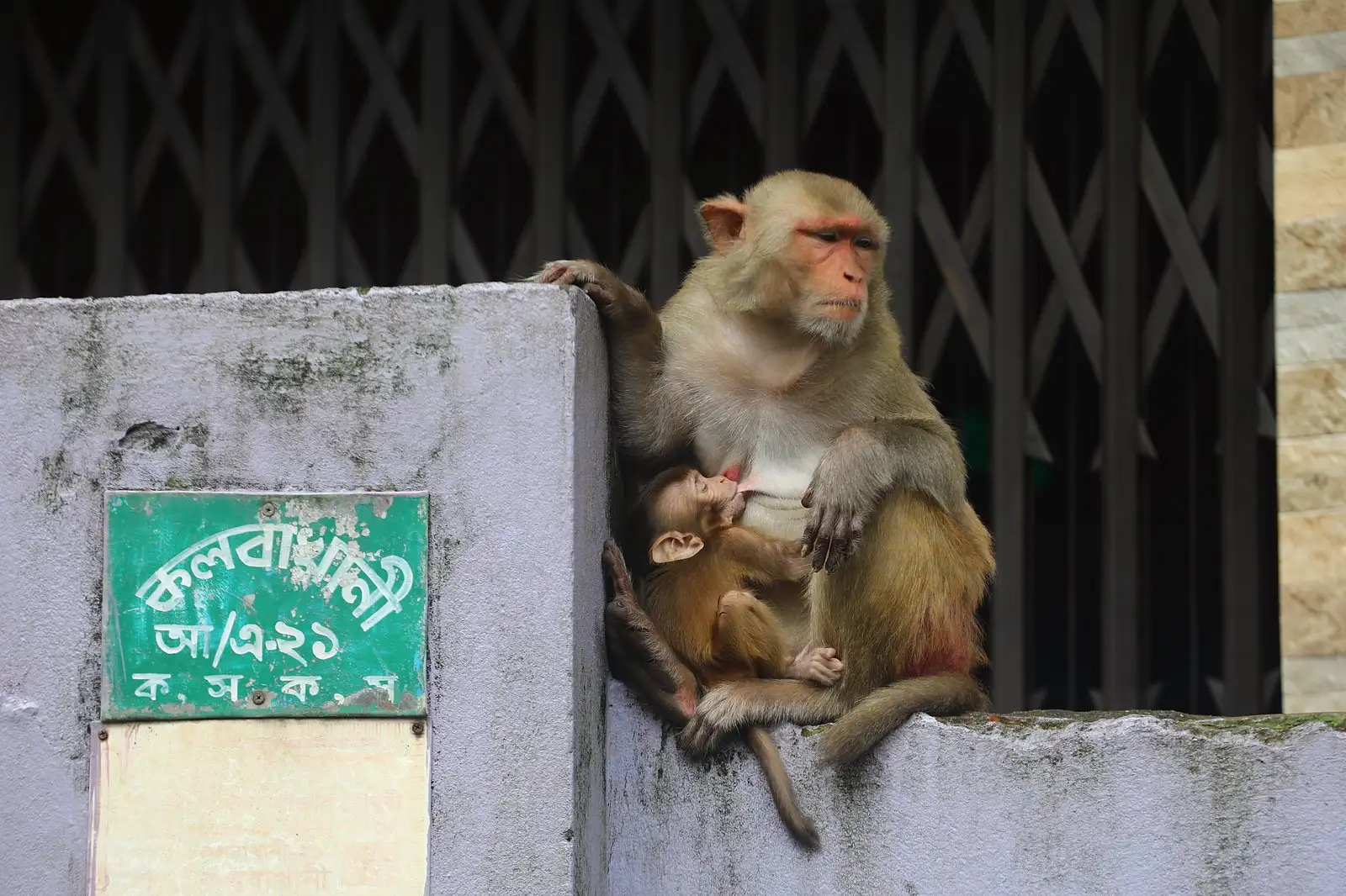 গোয়াইটিলার বানরের দল
