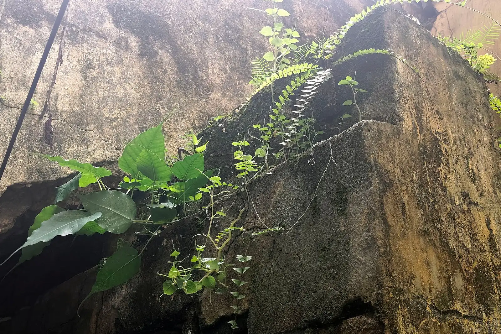 ইট-সুরকির ফাঁকে সবুজের জেদ