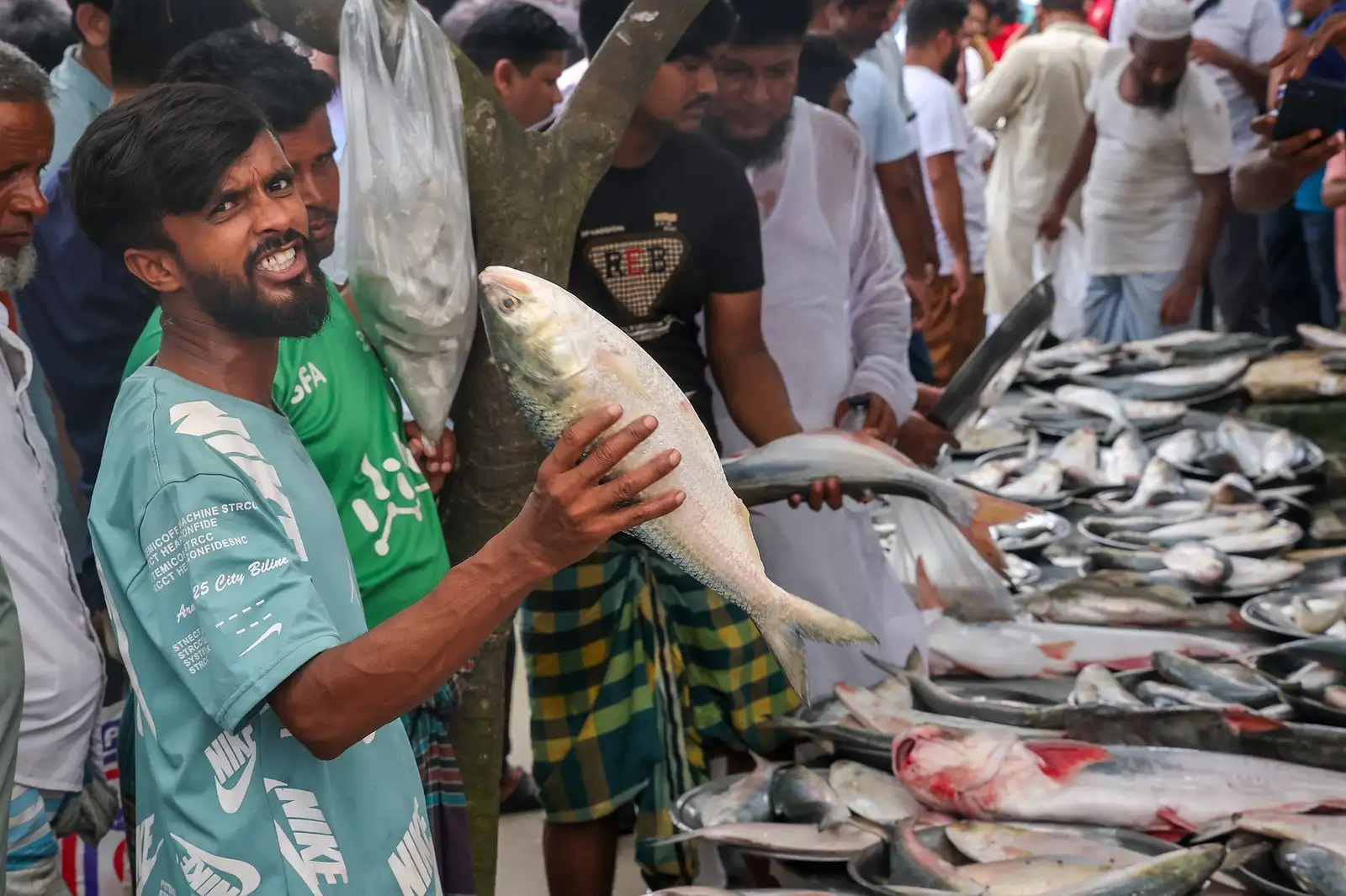 পদ্মার ইলিশের হাটে টাটকা মাছের পসরা