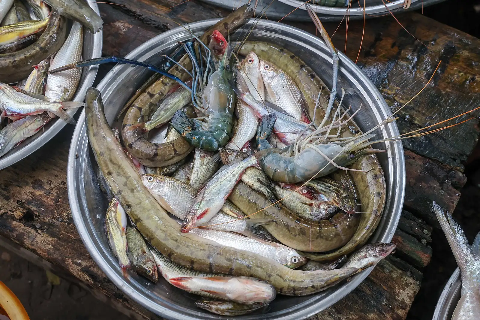পদ্মার ইলিশের হাটে টাটকা মাছের পসরা