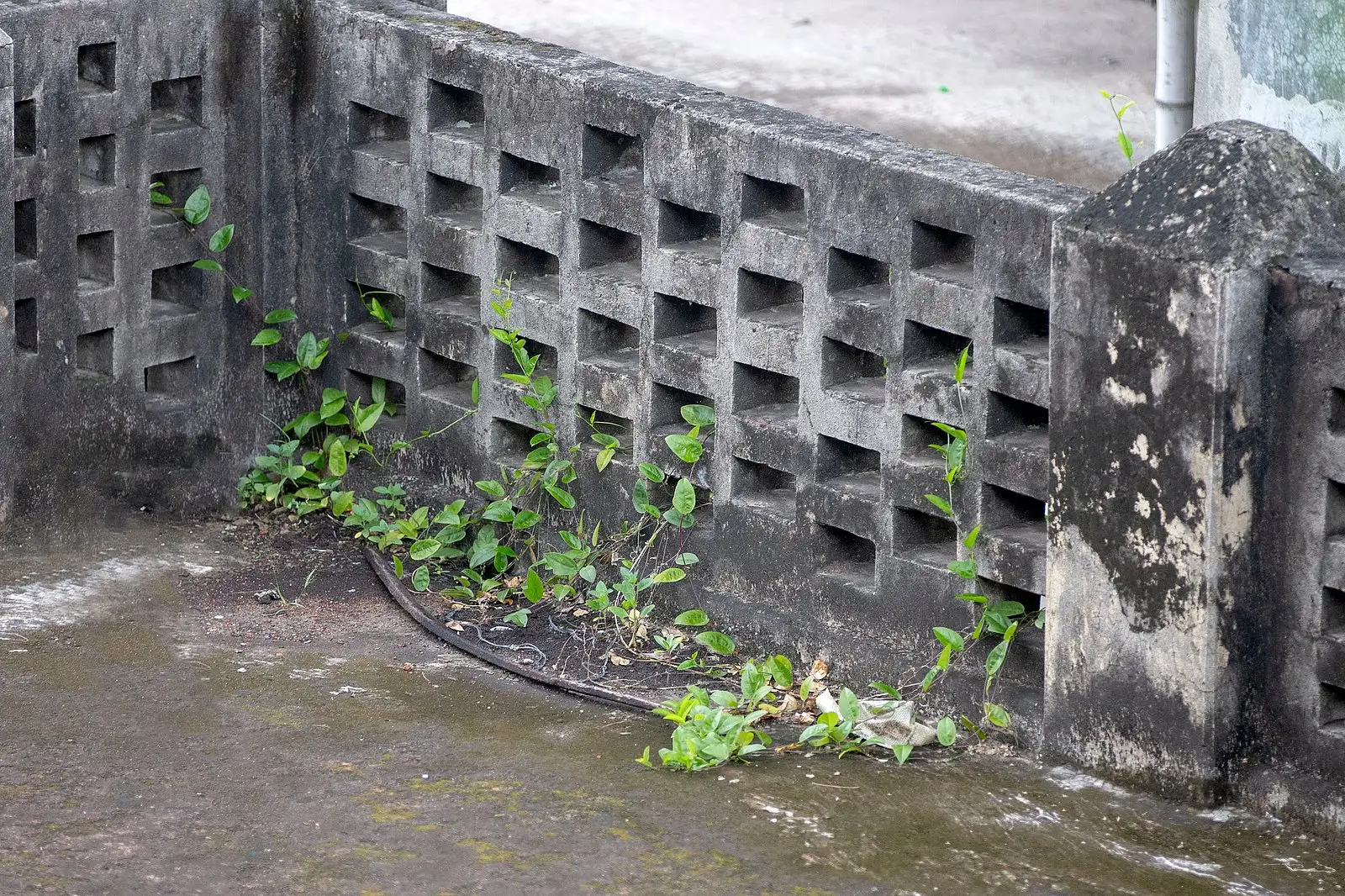 ইট-সুরকির ফাঁকে সবুজের জেদ