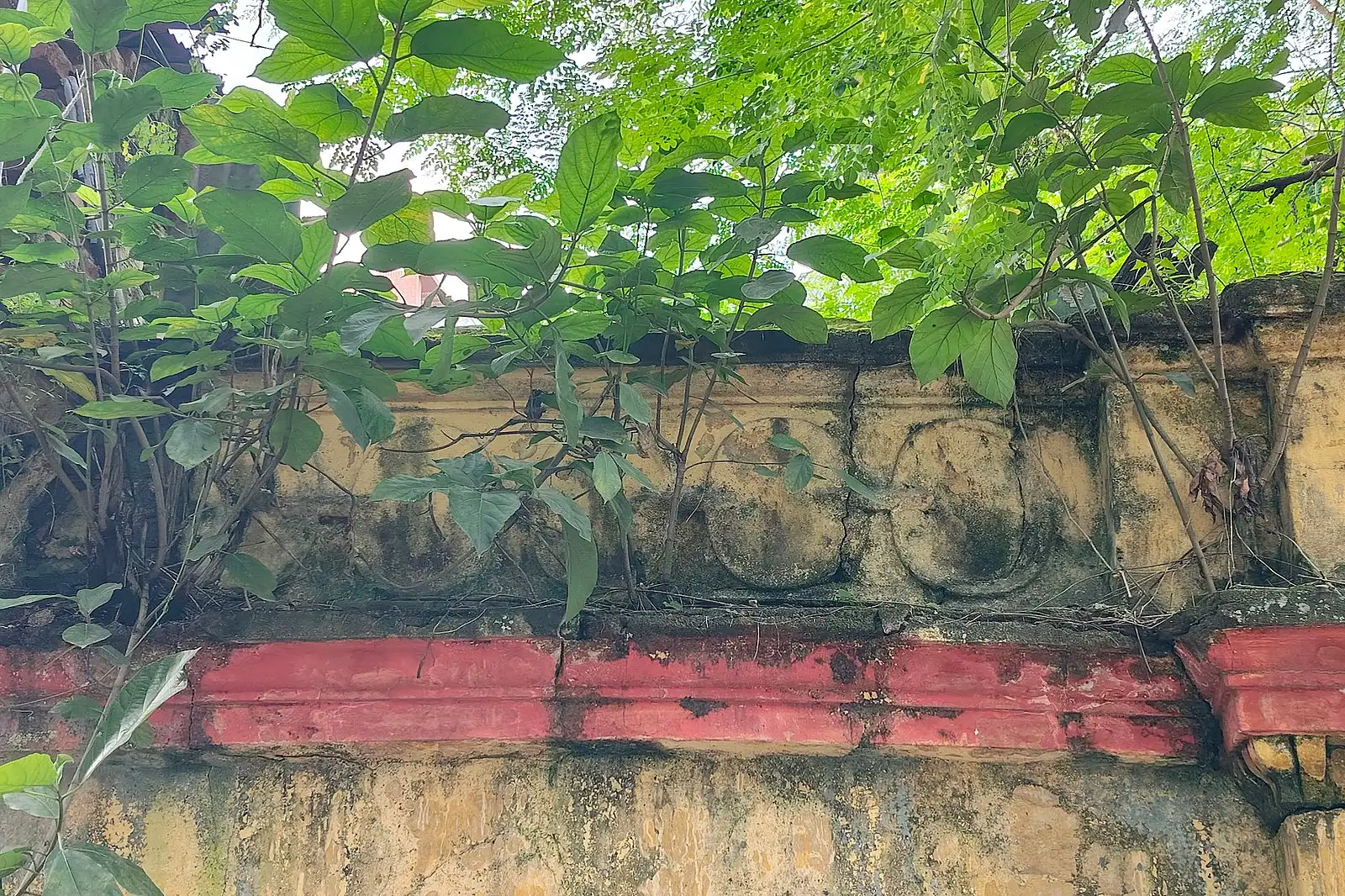 ইট-সুরকির ফাঁকে সবুজের জেদ