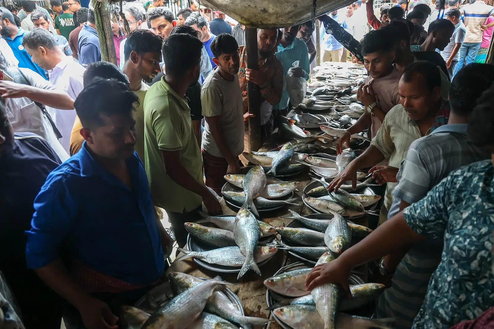 পদ্মার ইলিশের হাটে টাটকা মাছের পসরা