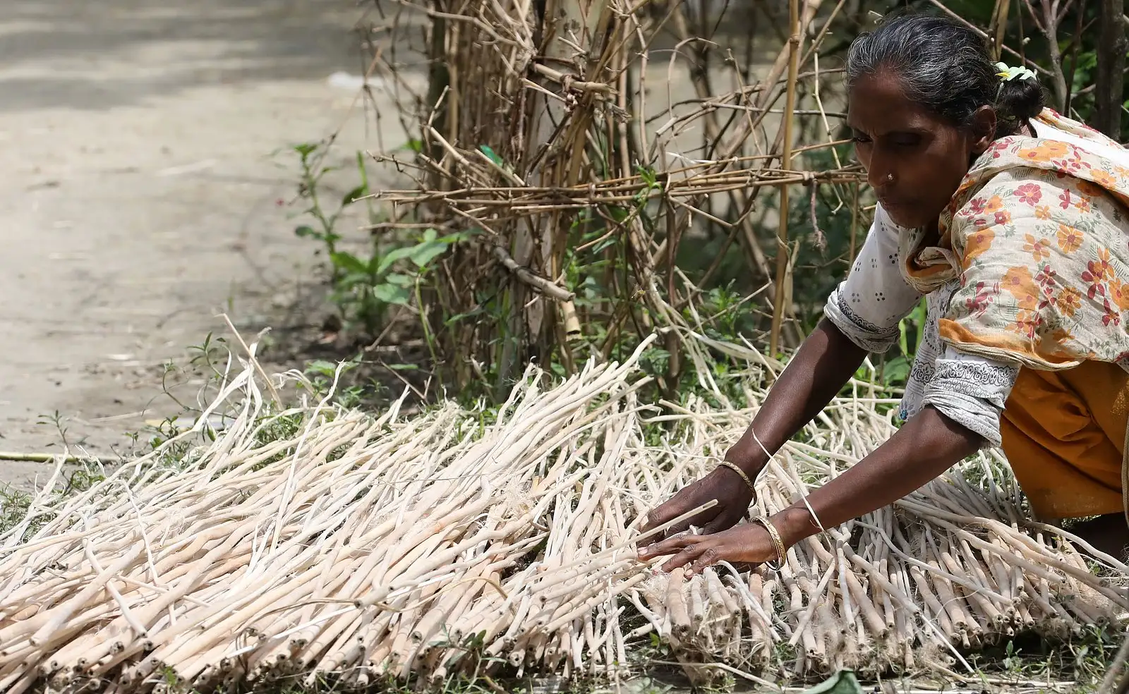 পাট শুকানোর কাজে নারীর শ্রম