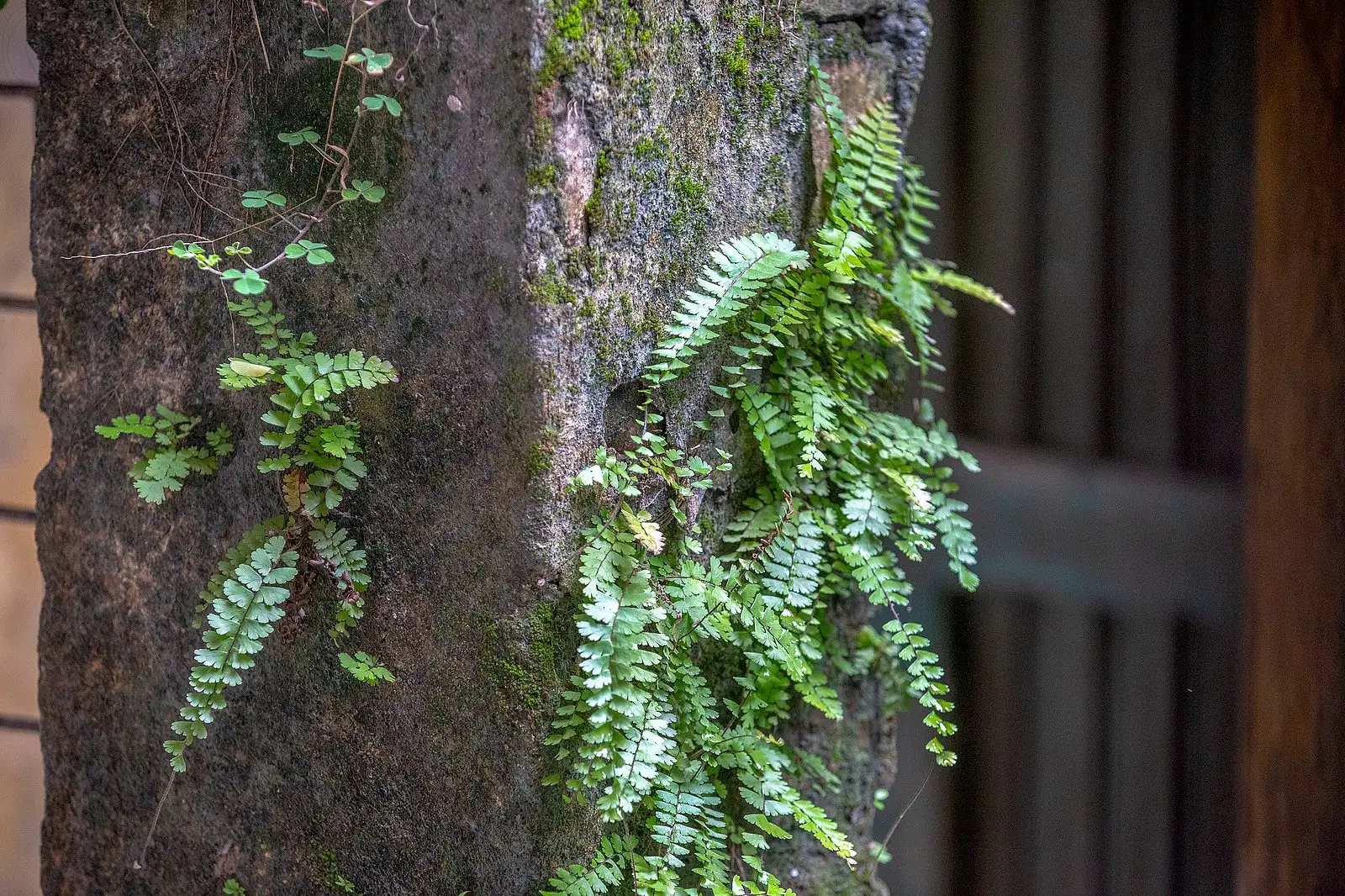 ইট-সুরকির ফাঁকে সবুজের জেদ