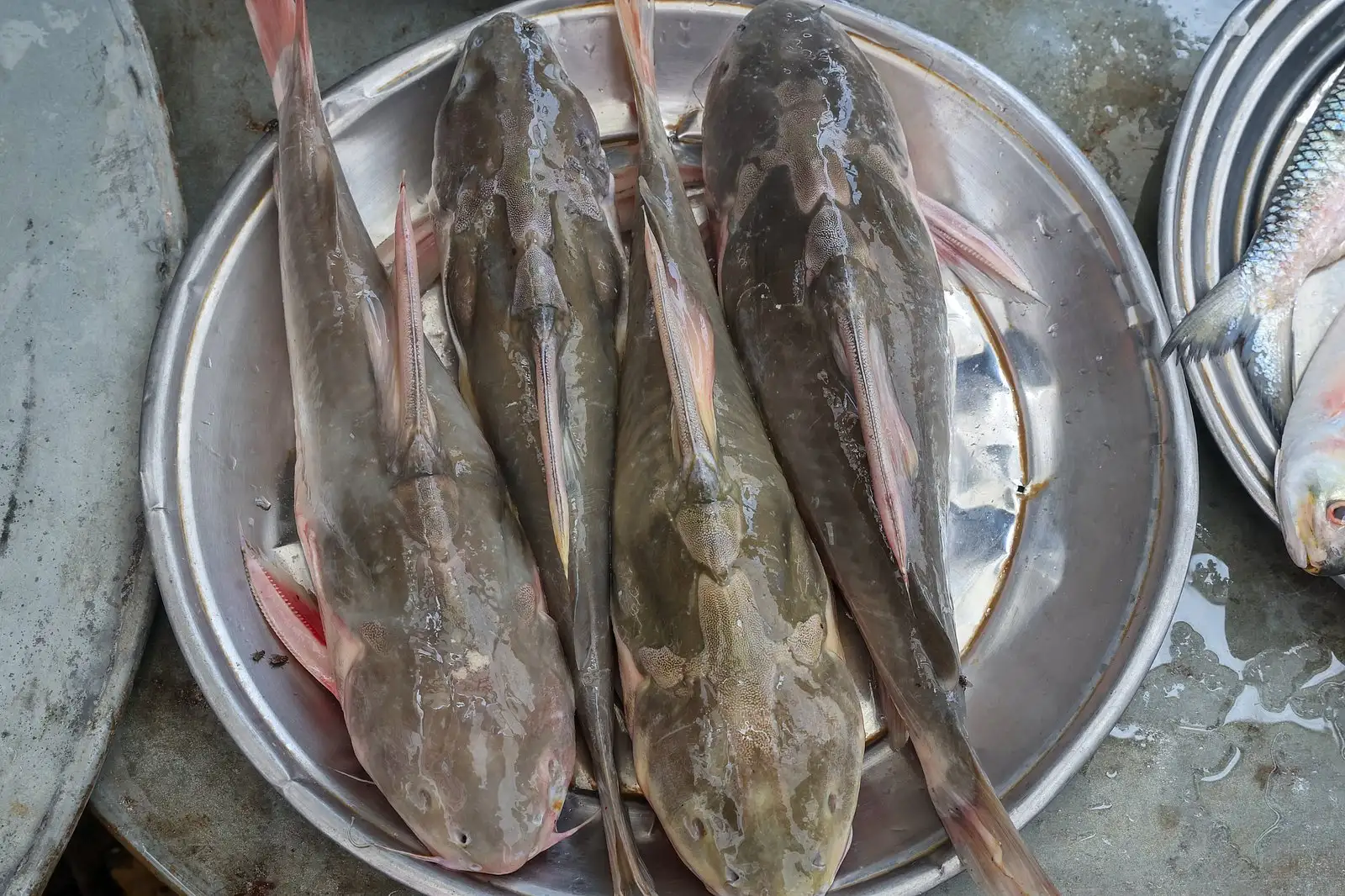 পদ্মার ইলিশের হাটে টাটকা মাছের পসরা