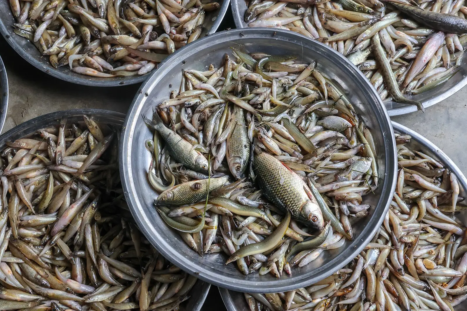 পদ্মার ইলিশের হাটে টাটকা মাছের পসরা