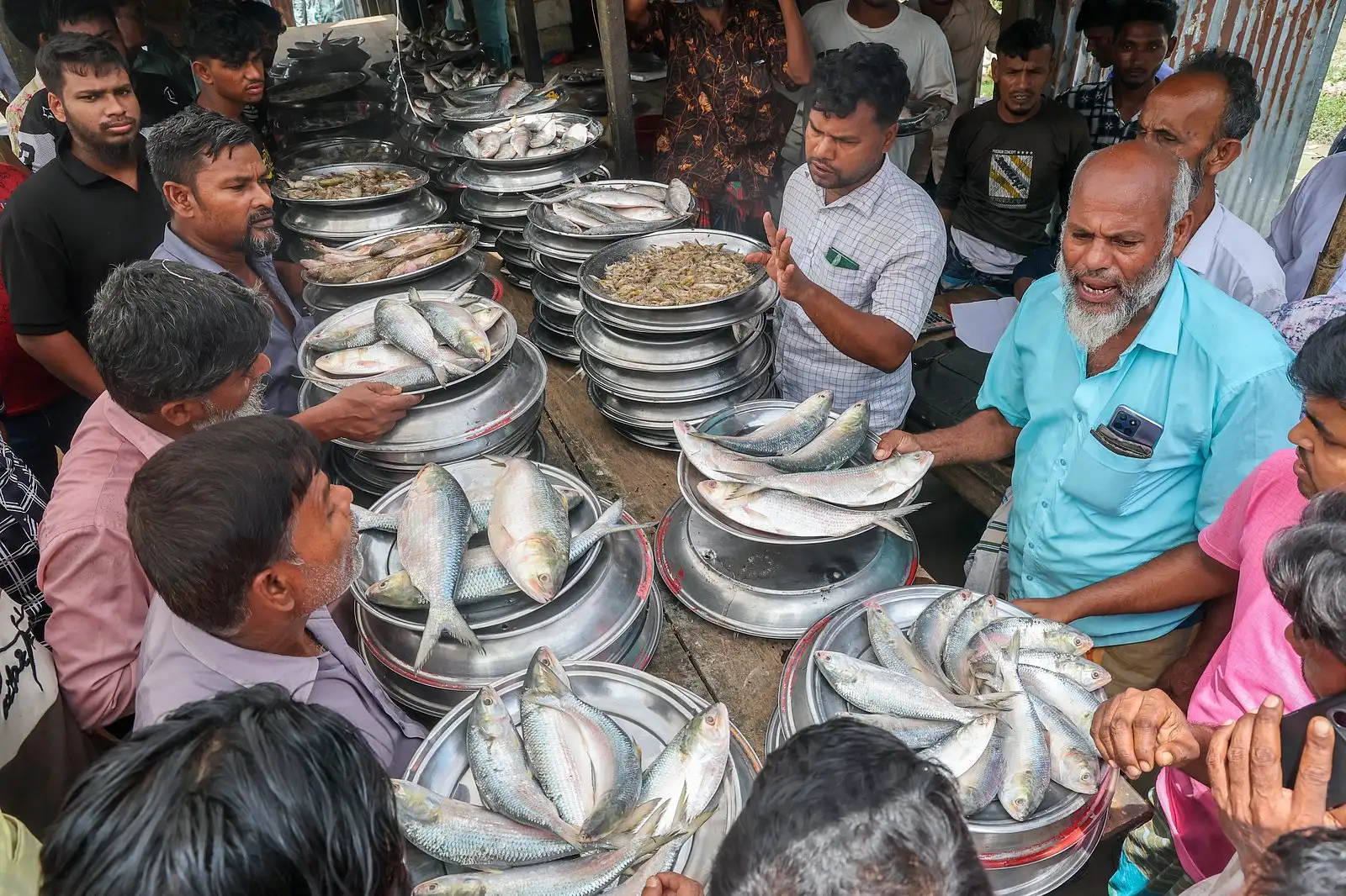 পদ্মার ইলিশের হাটে টাটকা মাছের পসরা