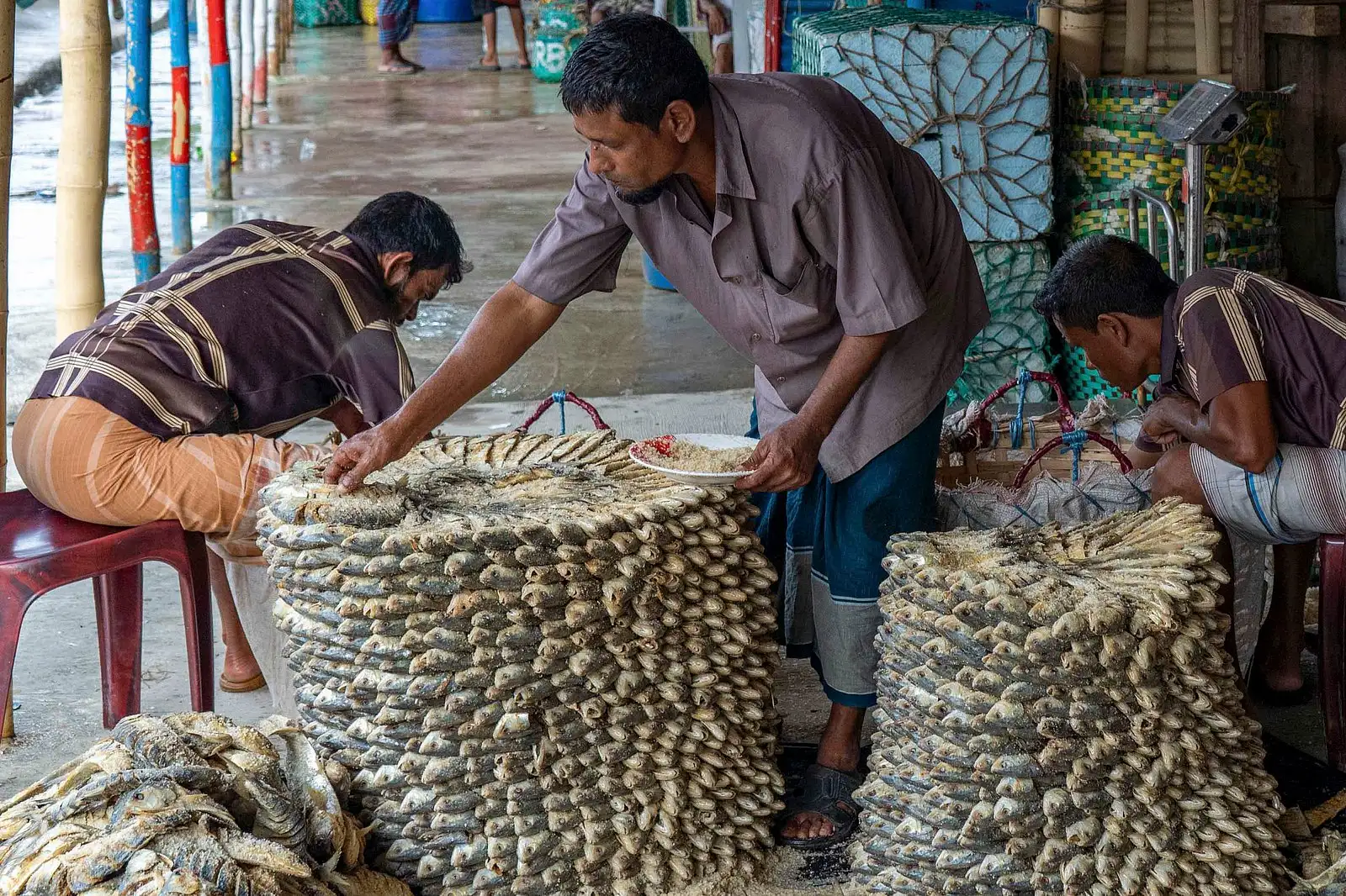 নোনা ইলিশের গল্প