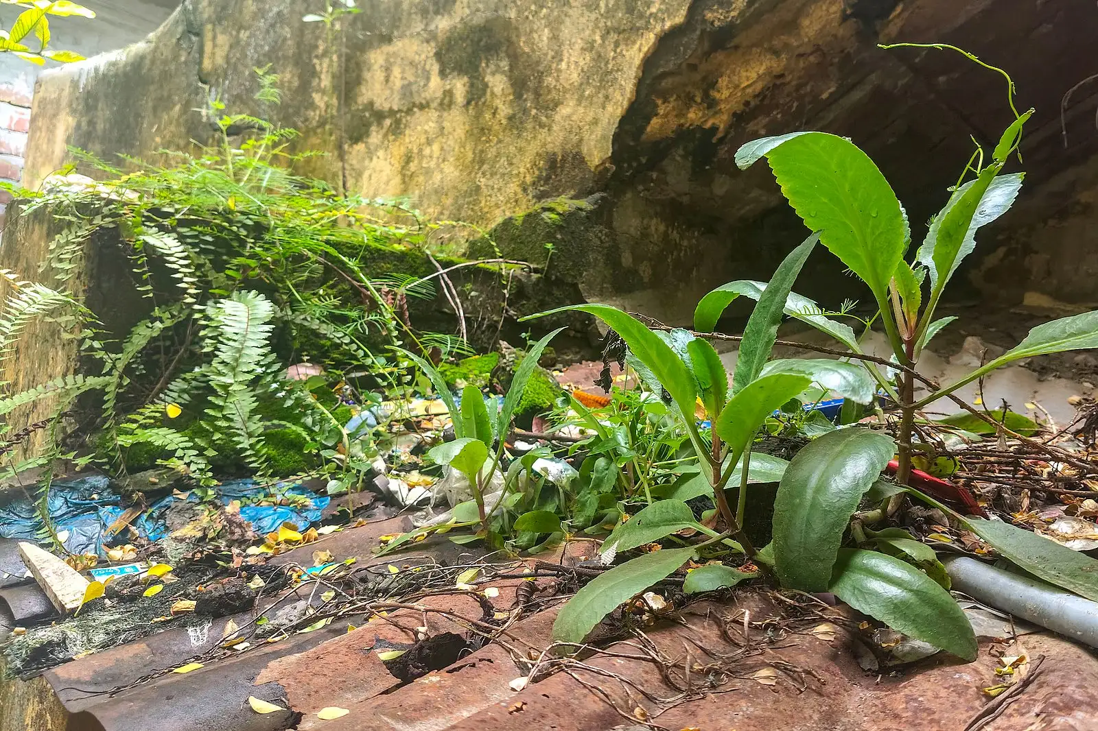 ইট-সুরকির ফাঁকে সবুজের জেদ