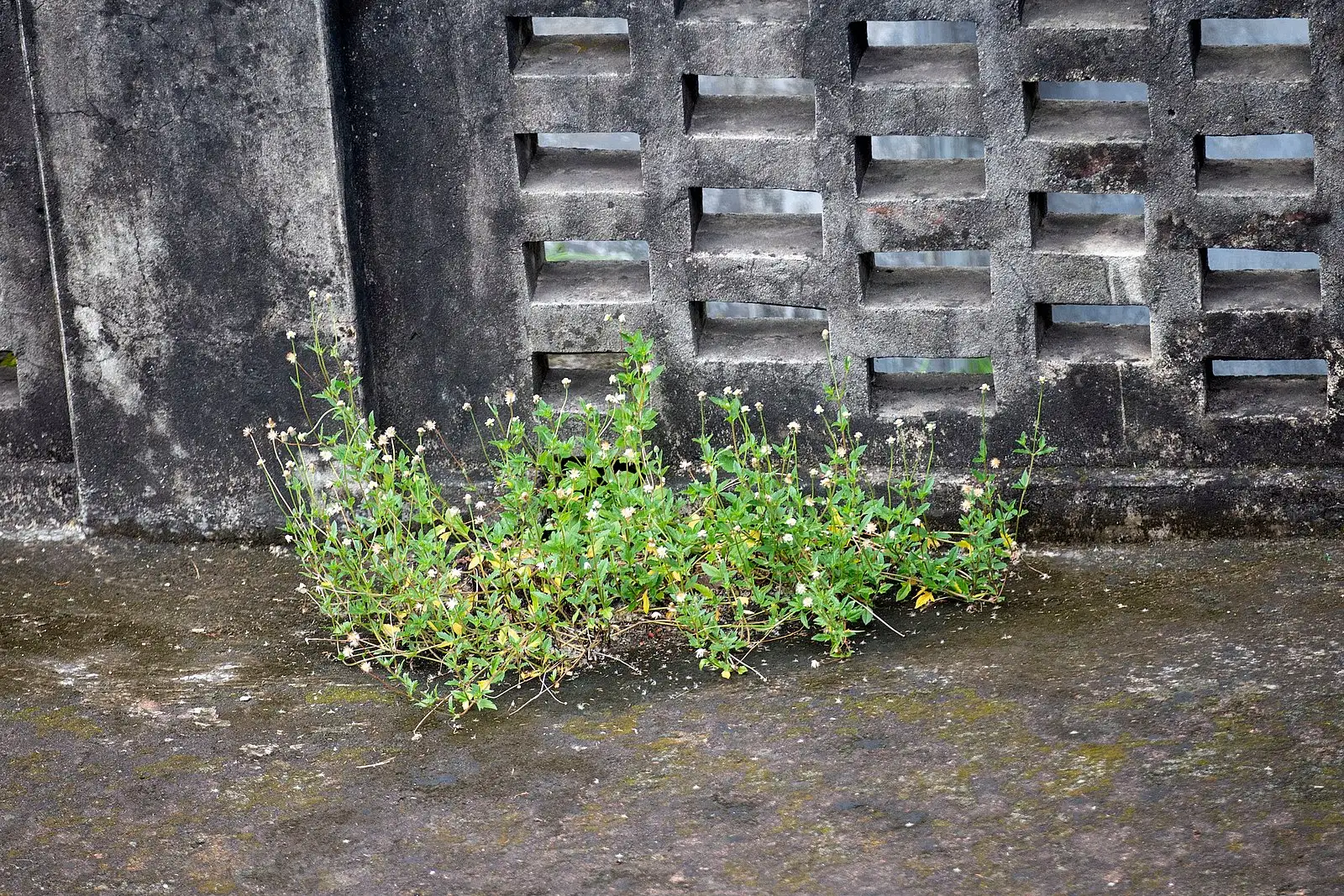 ইট-সুরকির ফাঁকে সবুজের জেদ