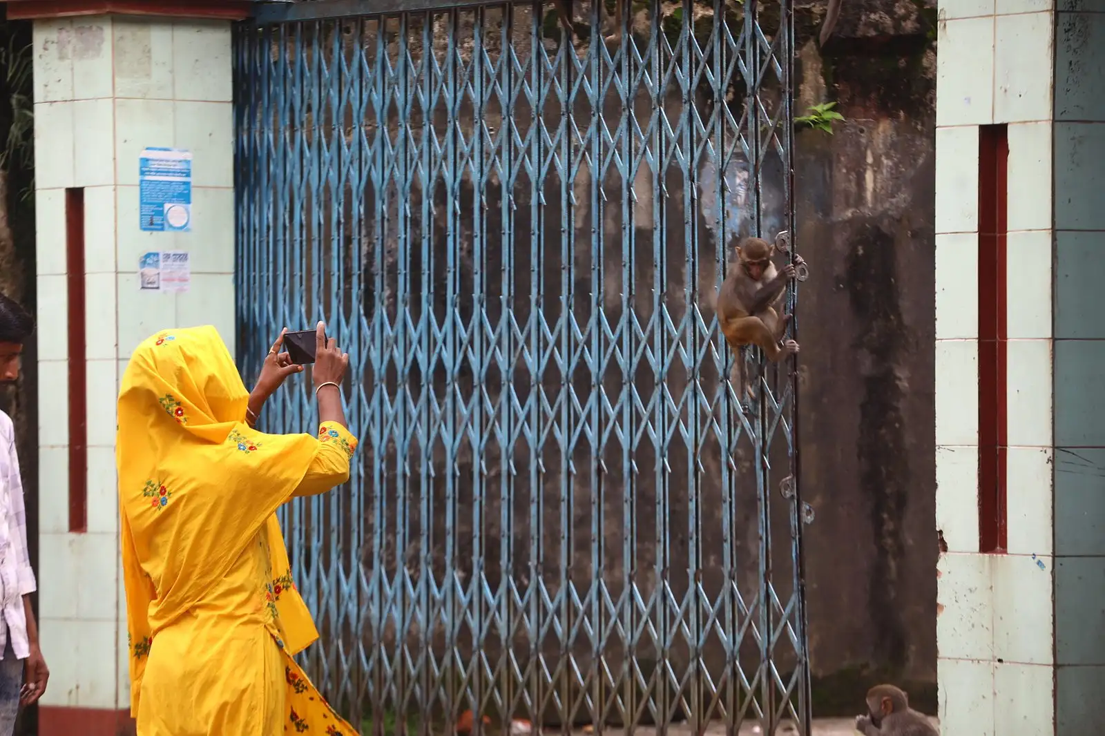 গোয়াইটিলার বানরের দল
