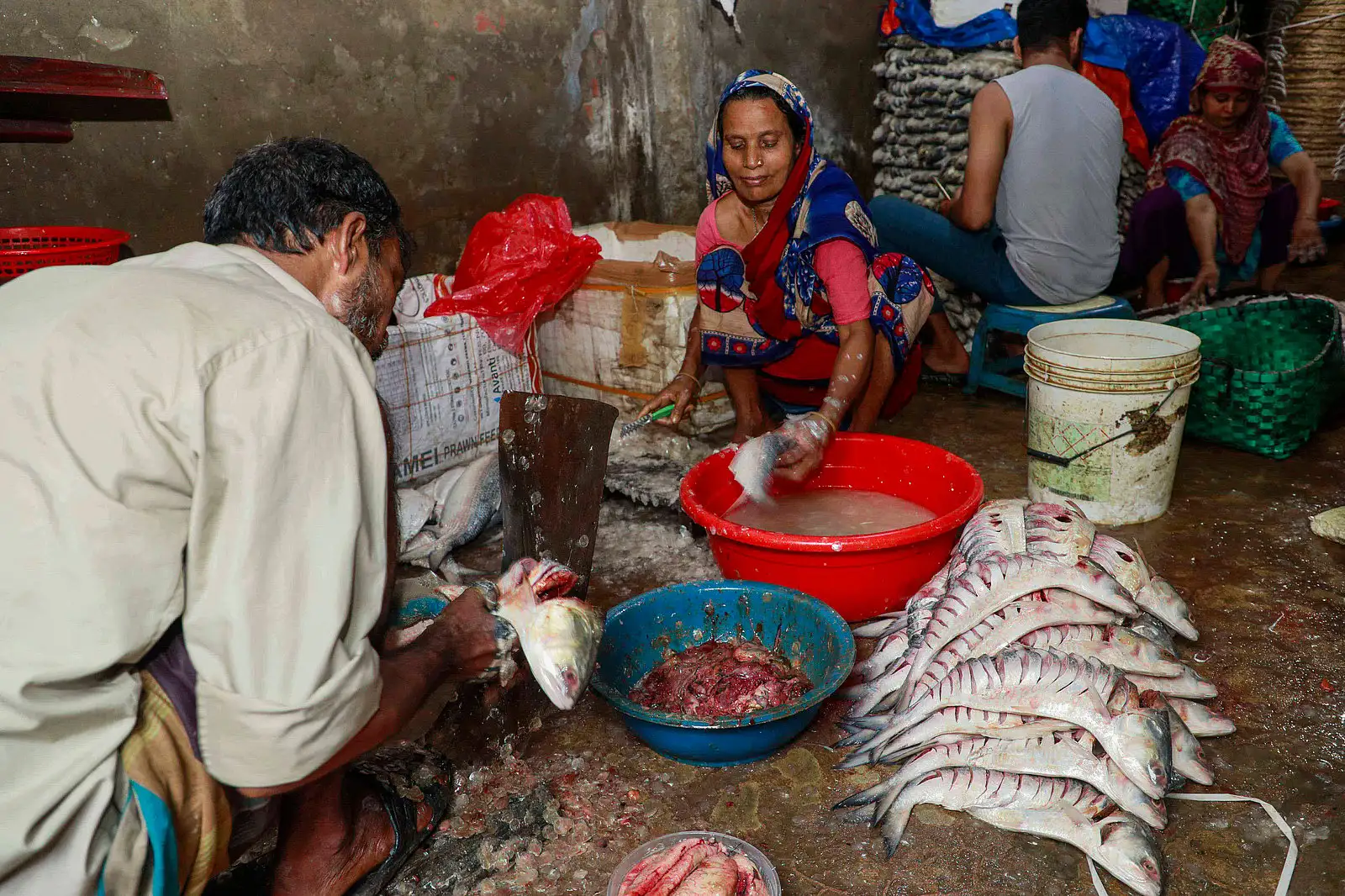 নোনা ইলিশের গল্প