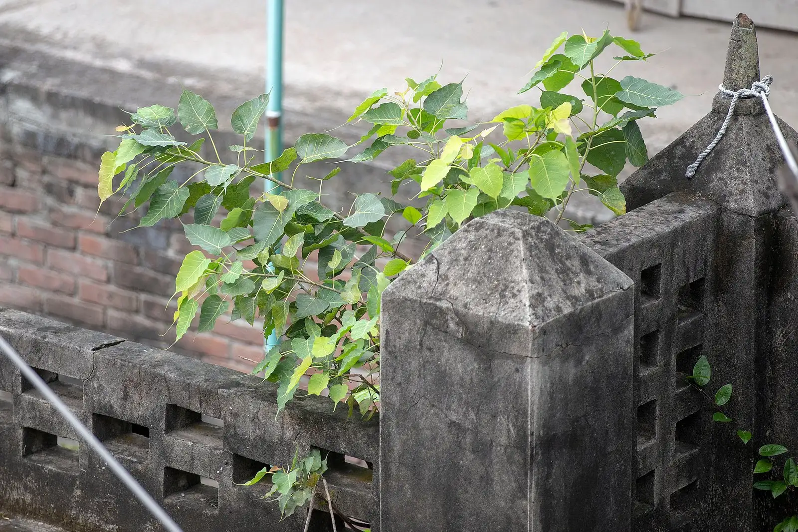 ইট-সুরকির ফাঁকে সবুজের জেদ