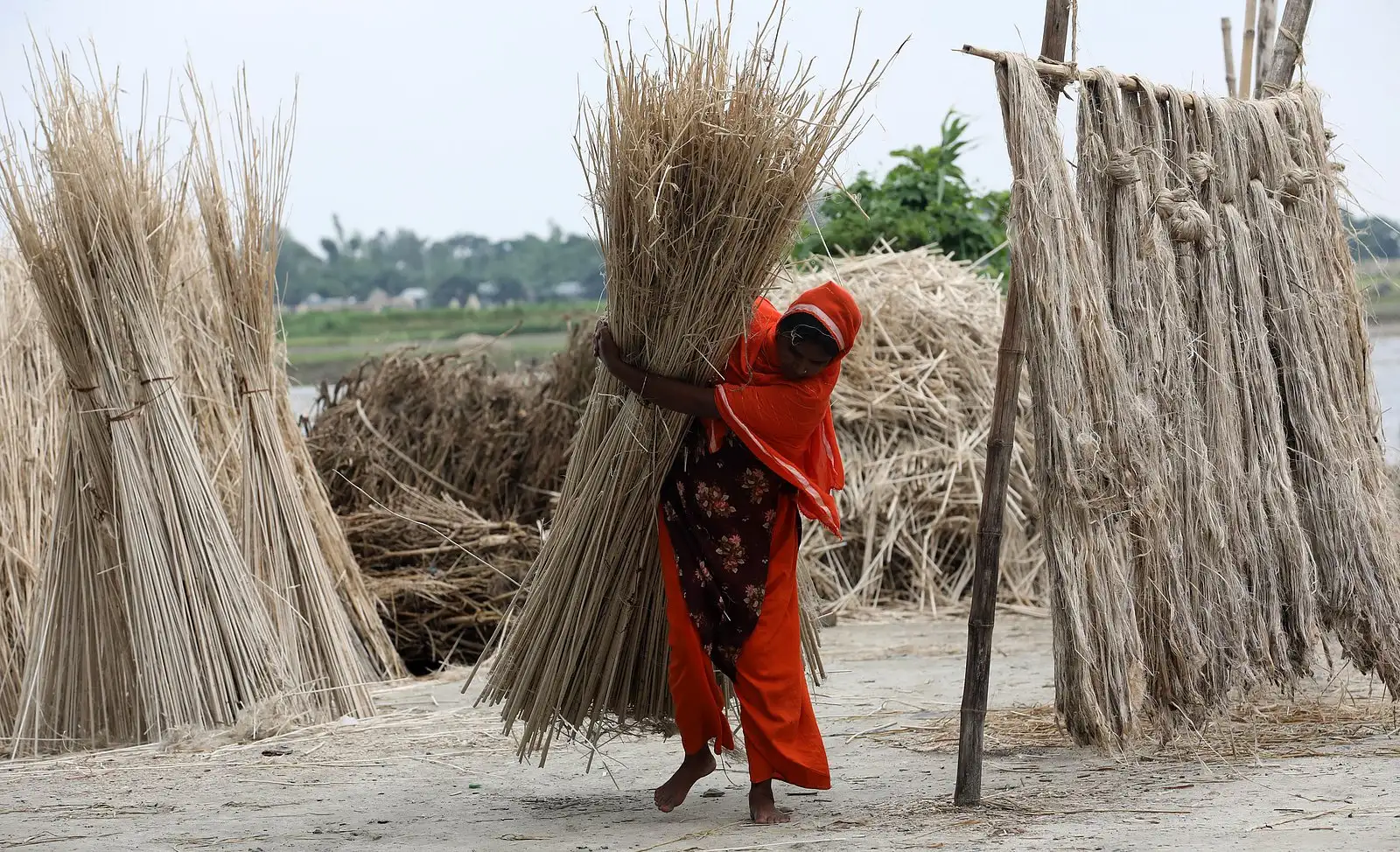 পাট শুকানোর কাজে নারীর শ্রম