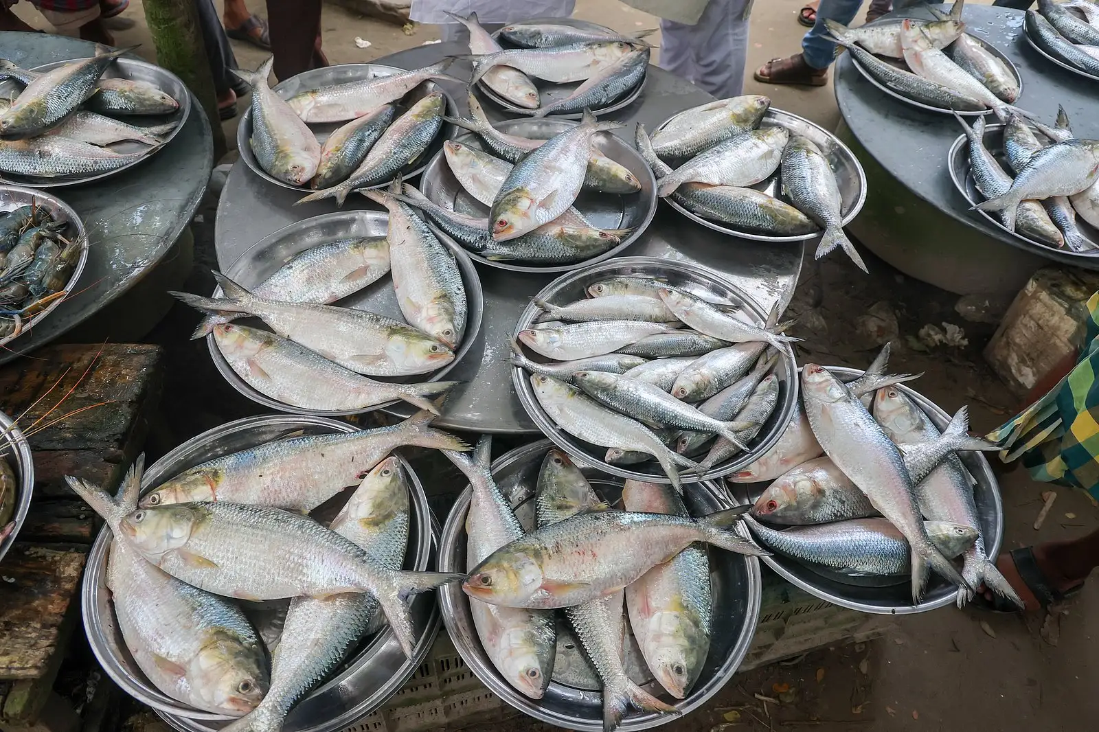 পদ্মার ইলিশের হাটে টাটকা মাছের পসরা