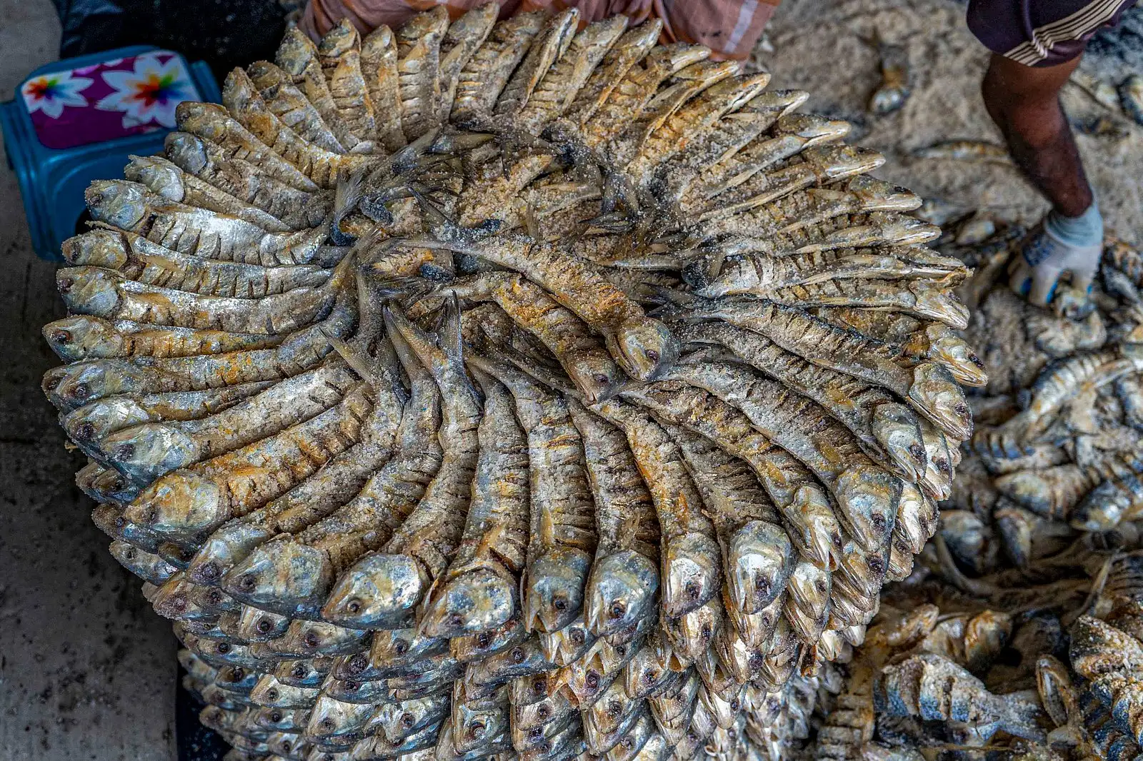 নোনা ইলিশের গল্প