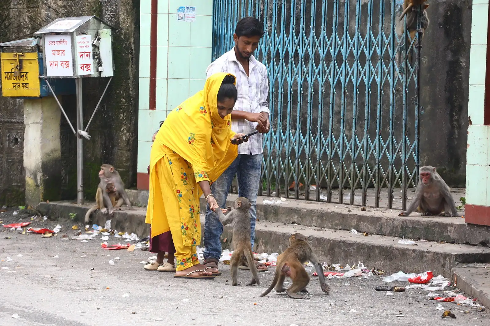 গোয়াইটিলার বানরের দল